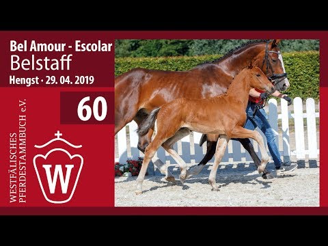 60 Belstaff Hengst v. Bel Amour - Escolar