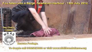 preview picture of video 'Newhaven Barge Fox Rescue & Release 19th July 2012'