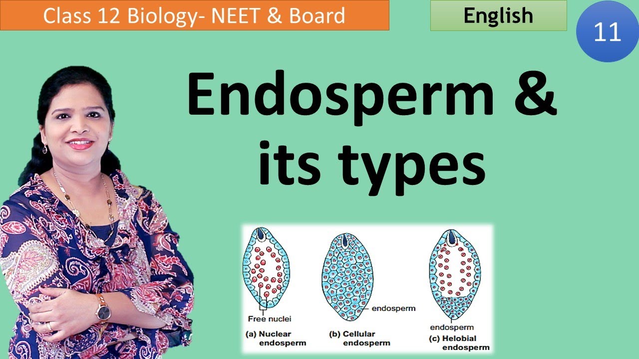 Endosperm Formation |  Types of Endosperm  (Class 12)