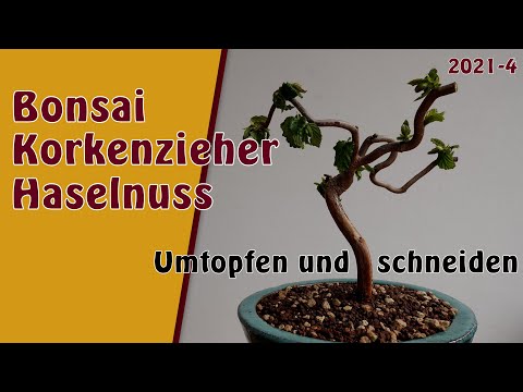 Bonsai | Korkenzieher Haselnuss [Corylus avellana 'Contorta'] | 2021-4 | Umtopfen und schneiden