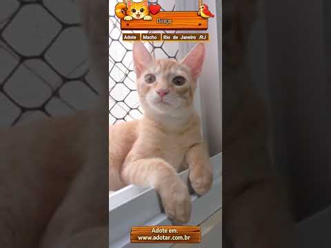 Vídeo de Ringo 
