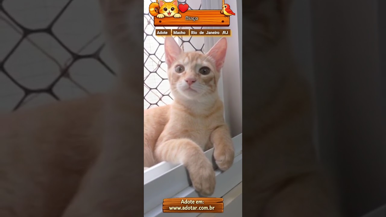 Gato raça SRD-ViraLata idade 2 a 6 meses nome Ringo 