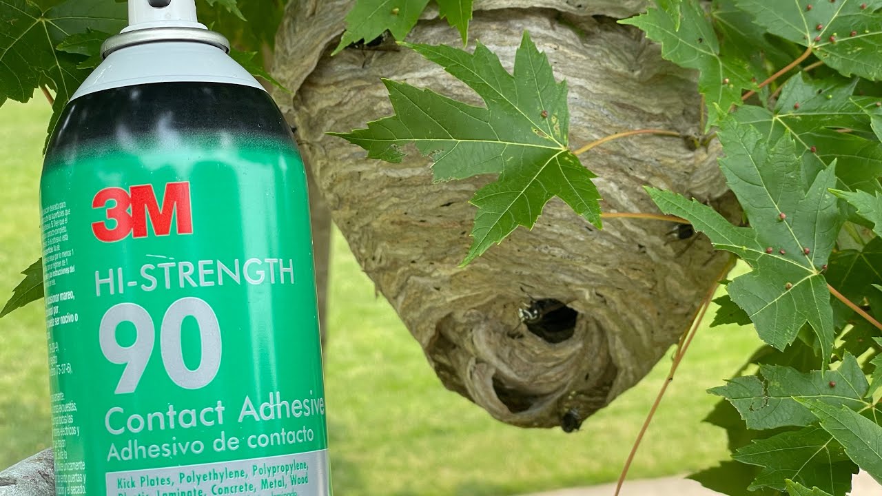 Hornet nest vs 3M spray adhesive. A anywhere glue board trap