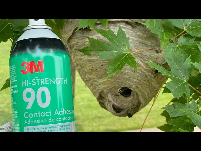 Hornet nest vs 3M spray adhesive. A anywhere glue board trap