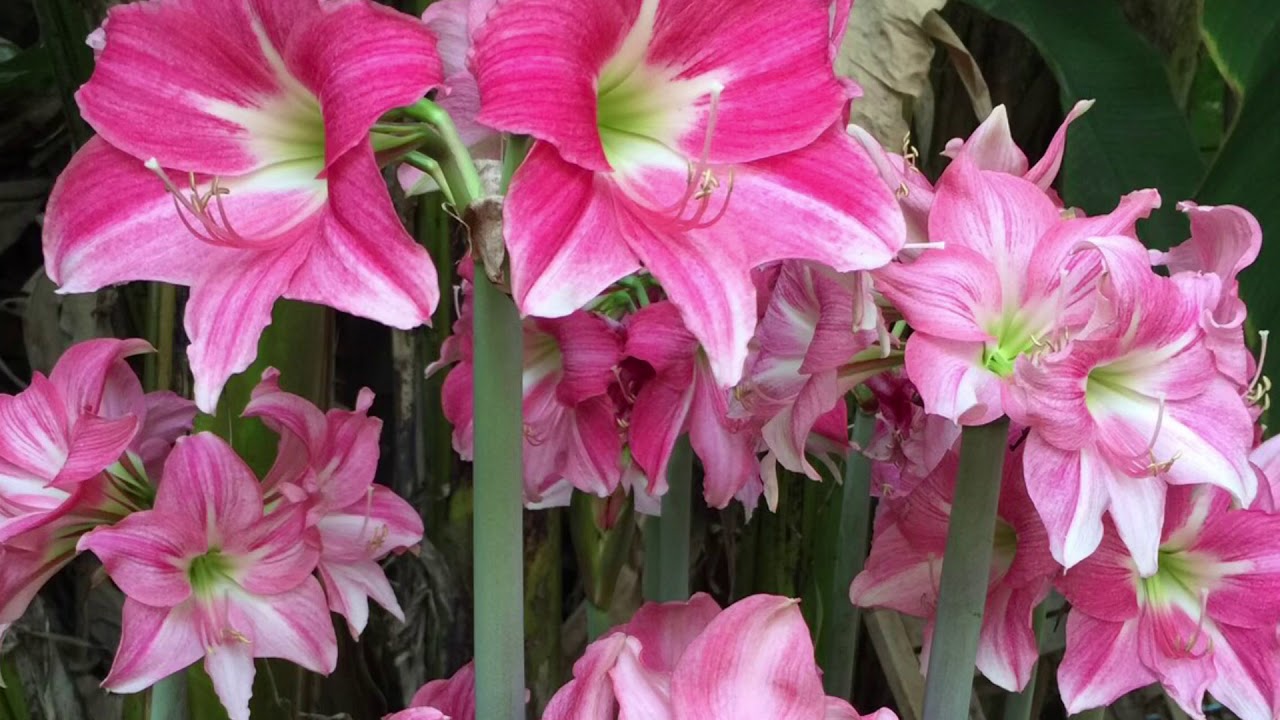 Amaryllis” Neon “ #ว่านสี่ทิศนีออน สวยหวานเกินห้ามใจ #ฟันธง