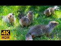 Cat TV for Cats to Watch 😺🐿 Cute squirrels and birds 🐦 Dog TV 📺 8 Hours(4K HDR)