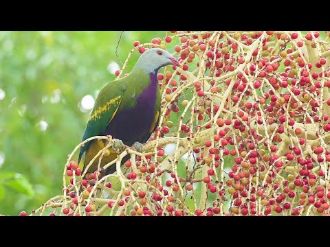 download lagu mp3 mp4 Wompoo, download mp3 Wompoo free download mp3, download mp3 Wompoo