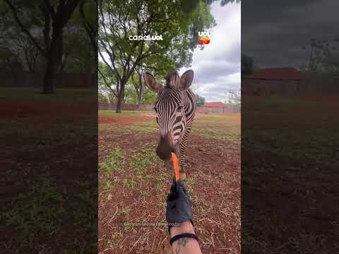 Nem só de listras vive a zebra! Animal impressiona web por inteligência e paciência