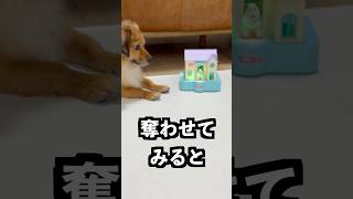 お金を置くと犬が奪う家にクールバブバブを出しておけば捕まえられるはず！