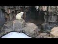 Miyuki 1 Aug 12 2019 Oji Zoo