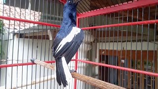 Download lagu Kacer Tarung Ngobra Full Tembakan Cocok untuk Ngetes/ Nyoba Mental Kacer Lain mp3