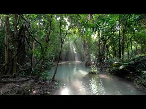 download lagu mp3 mp4 Flute Chamanique, download mp3 Flute Chamanique free download mp3, download mp3 Flute Chamanique