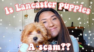 Adopting a puppy from Lancaster Puppies! (Scam?)
