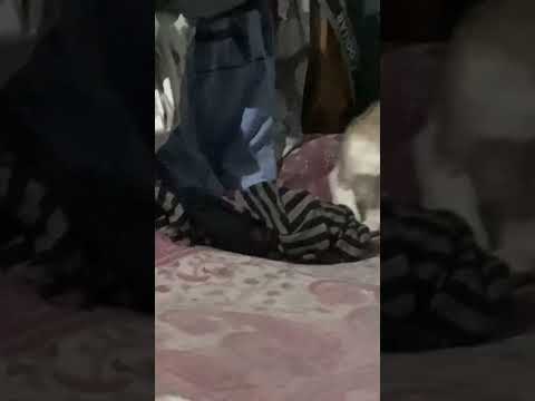 Cat life #cat #catlover #catvideos #cats #shortvideo #shorts #shortsviral