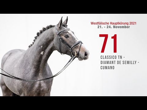 Hauptkörung 2021 Reitpferdehengste Kat-Nr. 71 Classico TN - Diamant De Semilly - Cumano