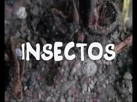 Los derechos de los insectos