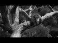 Le Roi Lion La Mort De Mufasa