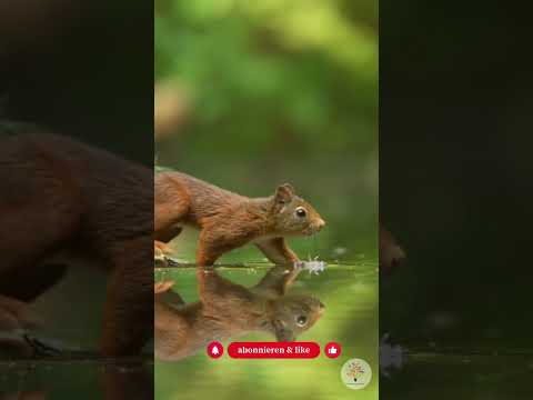 Eichhörnchen-Gedächtnis: Wie sie hunderte Verstecke wiederfinden & dein Garten hilft