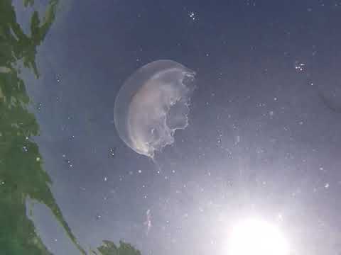 Save the Seahorses of Mozambique