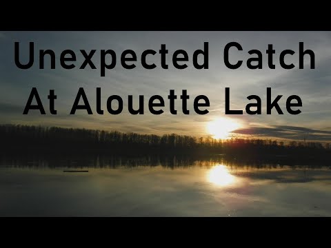 Unexpected Catch At Alouette Lake