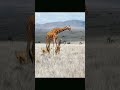 Lion Vs Giraffe #shorts