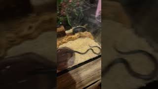 Kingsnake Reptiles Videos