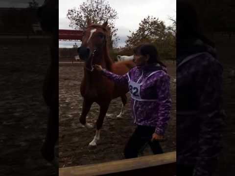 Athletic cup 15.10.2016 Tersk stud