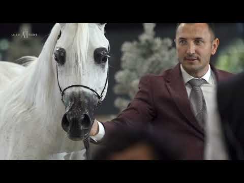 ⚜️ AL WAJBA STUD EXPERIENCE ⚜️⁣ 2021 PARIS ARABIAN HORSE WORLD CHAMPIONSHIP