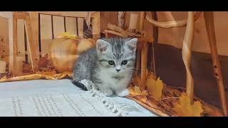 マンチカンの動画01