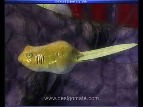 Ciclo de vida do sapo