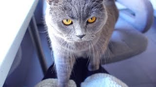 VLOG: МЫ В ШОКЕ ОТ НАШЕЙ КОШКИ! 16.01.19