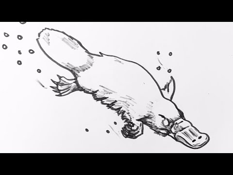 How to draw a platypus step by step