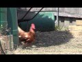 Chickens Running