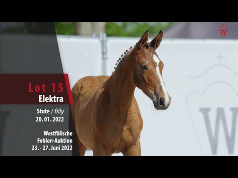 Fohlen-Auktion Lot 15 Elektra Stute v. Escolar - De Janeiro