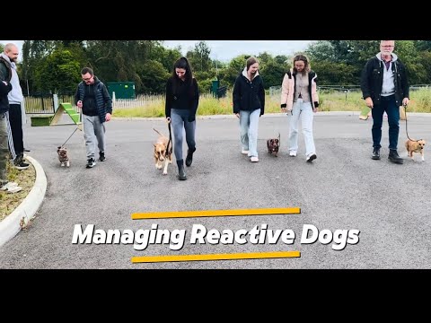 Walkies With Perks video.