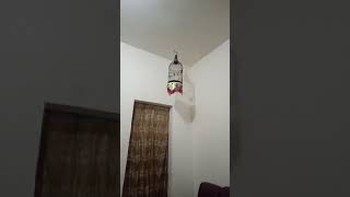 Download lagu Pleci nembak witwit panjang 5mtr mp3