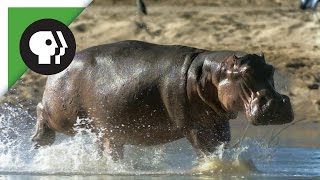 How Do Hippos Get Clean?