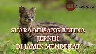 Download lagu MP3 Mirip Kuntilanak | Suara Musang Atau luwak Cocok Untuk Berburu... mp3 Download lagu MP3 Mirip Kuntilanak | Suara Musang Atau luwak Cocok Untuk Berburu... mp3