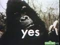 Sesame Street The Gorilla And The Lady Yes