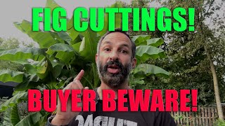 FIG CUTTINGS: BUYER BEWARE!