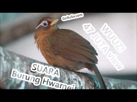 Kicauan Novyj Trend Smotret Onlajn Na Sajte Trendovi Ru