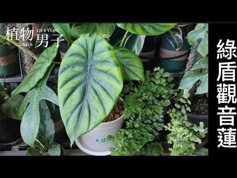 盾葉觀音蓮