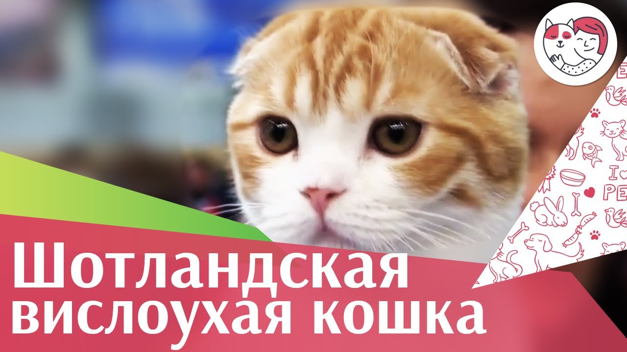 Шотландская вислоухая кошка на Кэтсбург 17 ilikepet