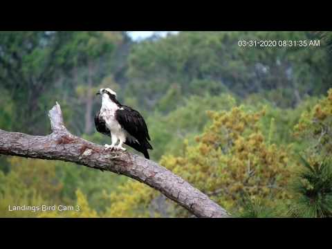 Male Osprey Takes In The View In Savannah, Georgia – March 31, 2020