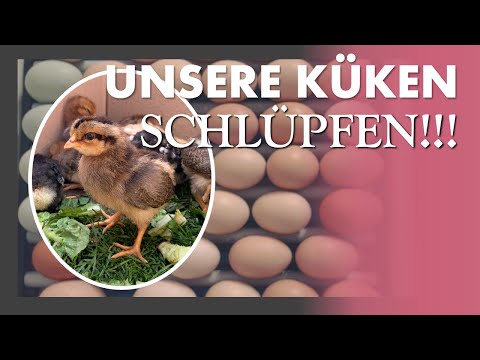 Es ist endlich soweit! 😍🐣🐥🐓 Unsere Hühner Küken schlüpfen aus dem Ei - das Ausbrüten hat ein Ende!