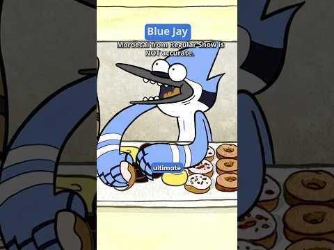 Mordecai Is a Lie! The REAL Blue Jay Is a Savage Genius 🐦🧠💥