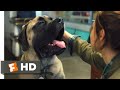 A Dog's Journey (2019) - Big Dog Loves You Scene (3/10) | Movieclips