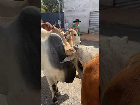 Festa da moagem - Água Fria de Goiás
