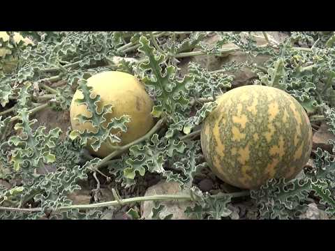 LA COLOQUINTE SAUVAGE, utilité
