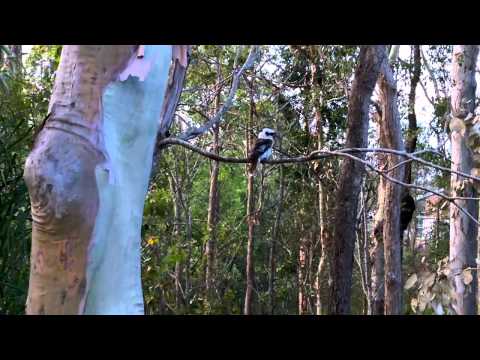 ARCHIELUXURY UNEMPLOYED - Archie starts the daily walk again! 25 November 2014